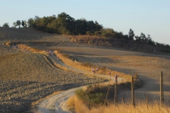 CRETE SENESI (1099)