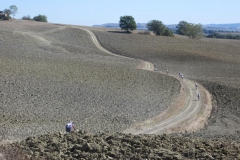 CRETE SENESI (1237)