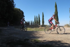 CRETE SENESI (1308)