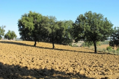 CRETE SENESI (1327)